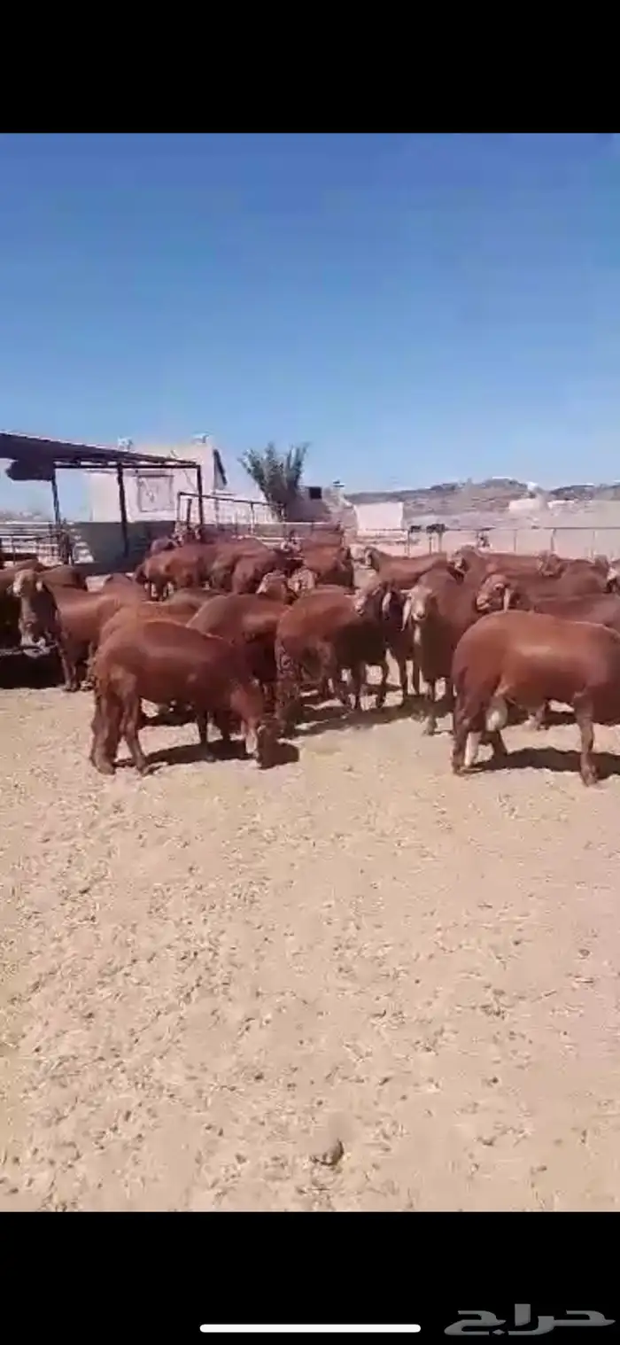 سواكن تربية الطايف بياض اللحم 24
