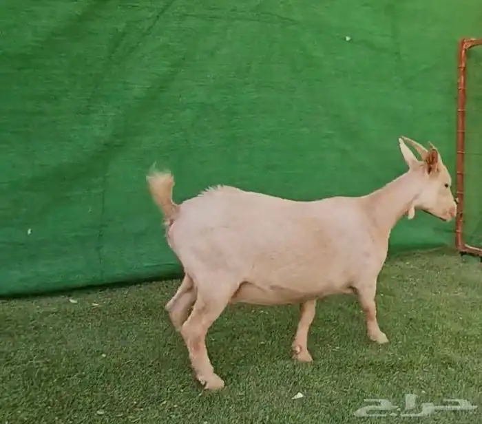 الماعز القزم انتاج 23