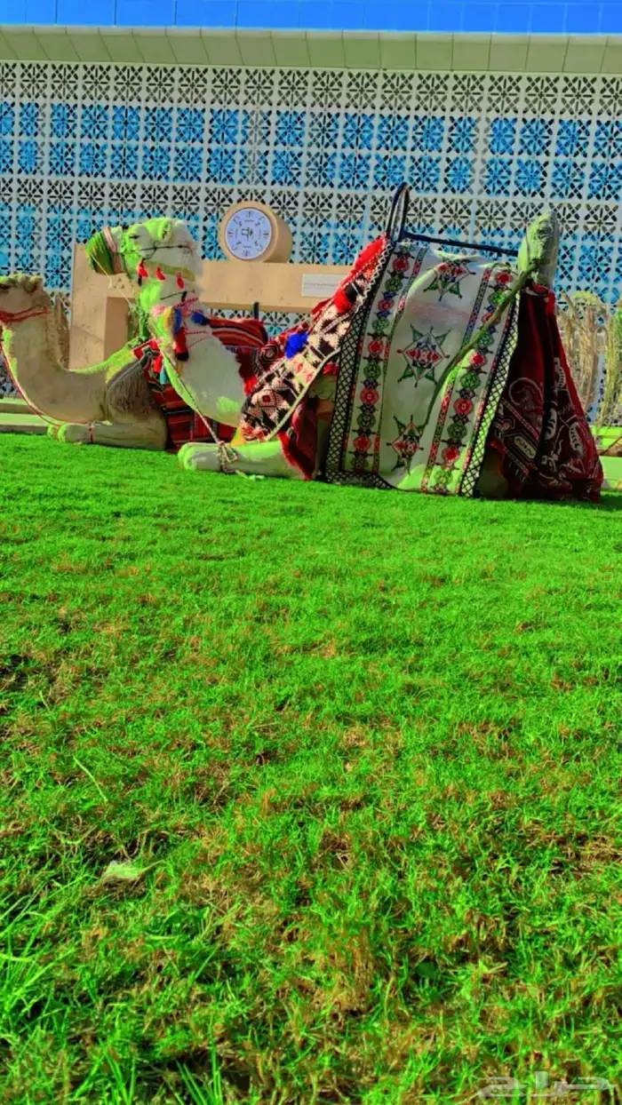 عرض يوم العيد خيول وجمال وسياسي لإيجار 1