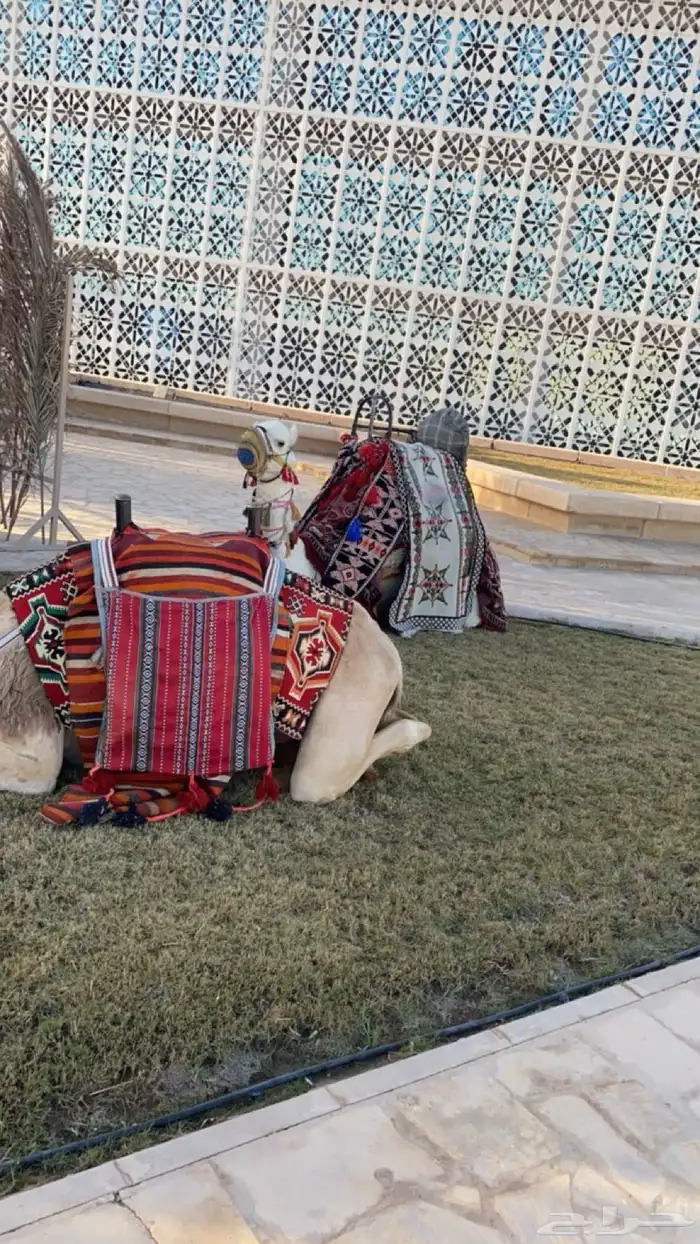 عرض يوم العيد خيول وجمال وسياسي لإيجار 0