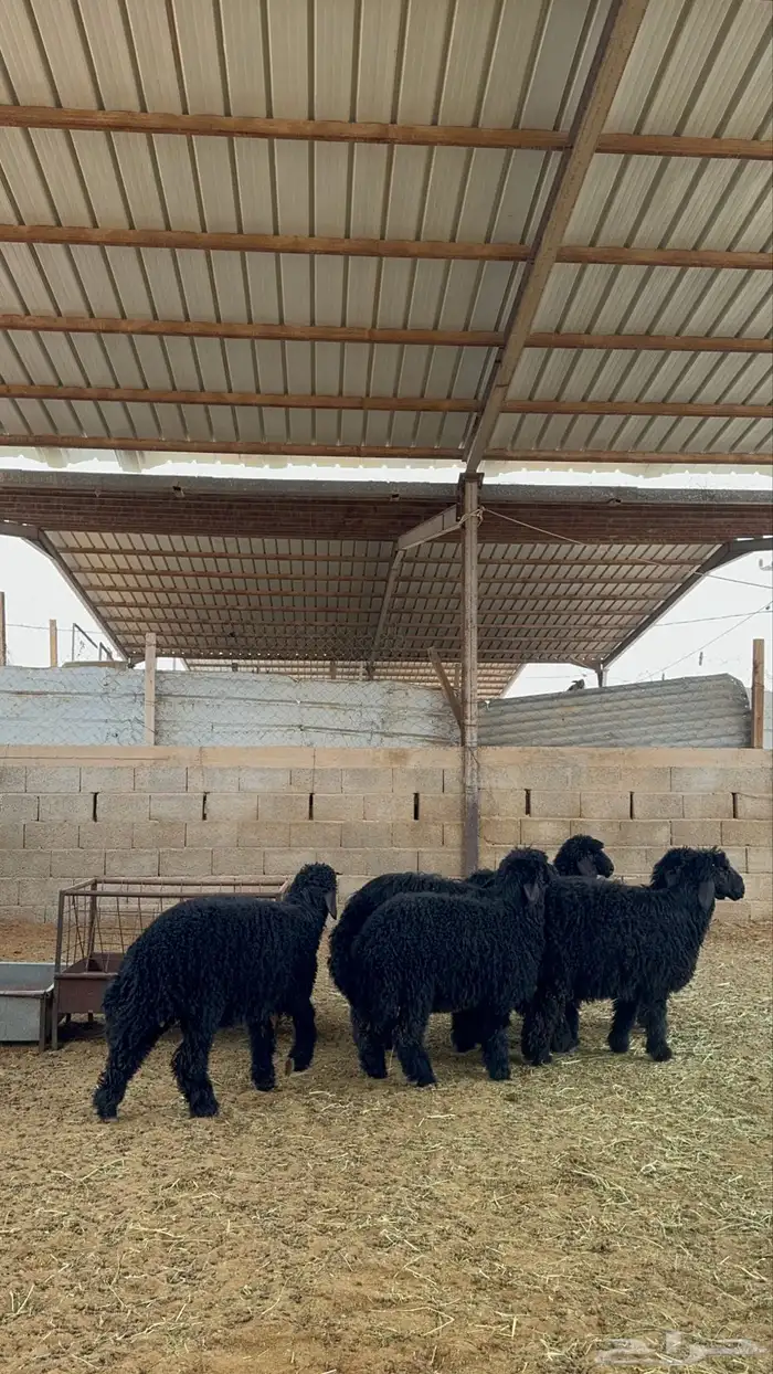 رخال للبيع 7