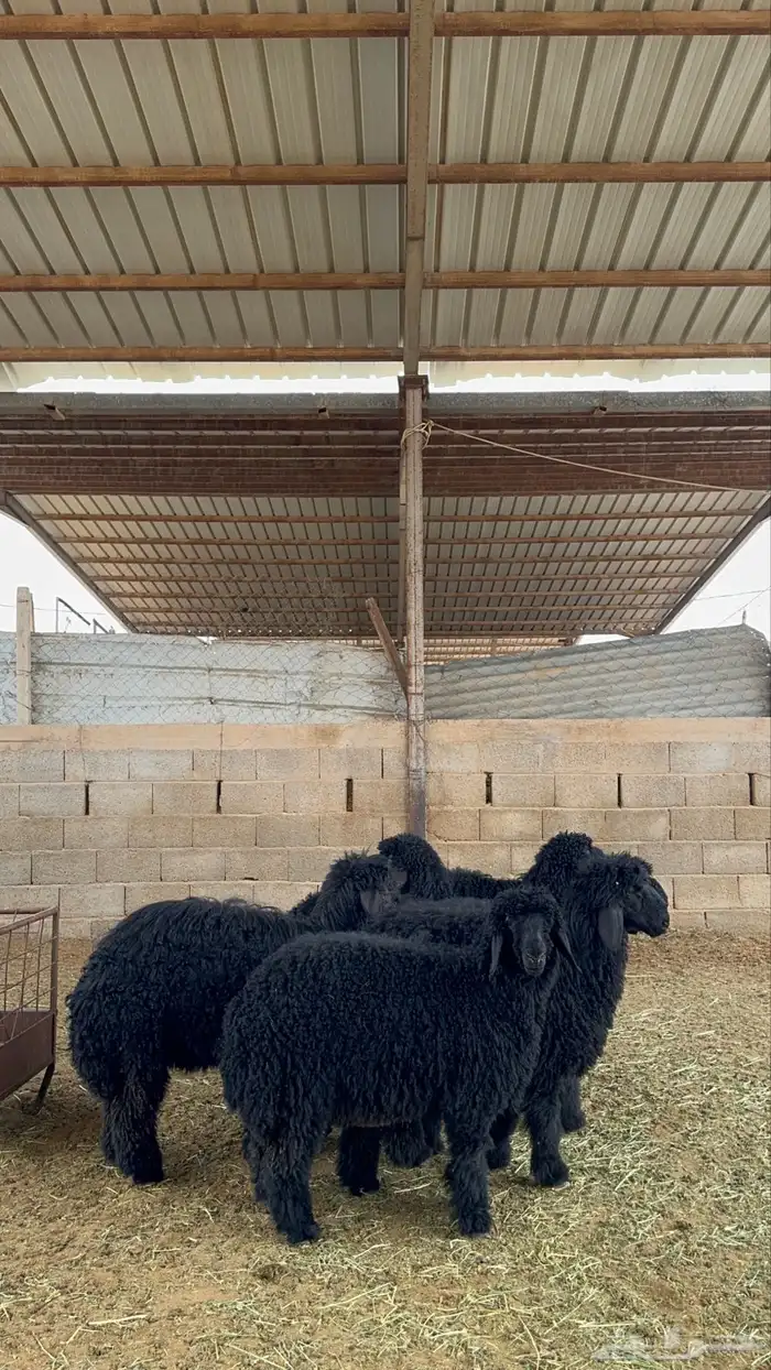 رخال للبيع 4