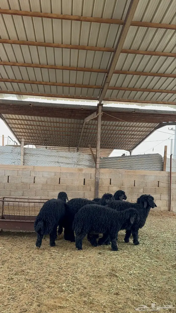 رخال للبيع 1