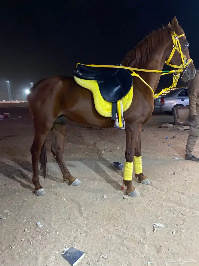 عرض يوم العيد خيول وجمال وسياسي لإيجار 3