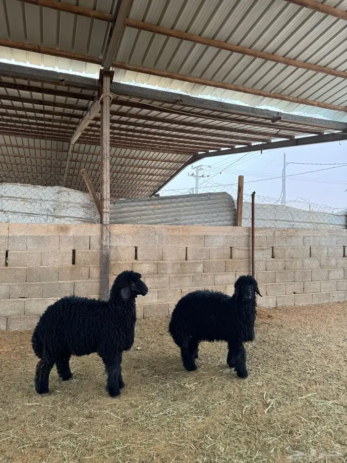 رخال للبيع 6