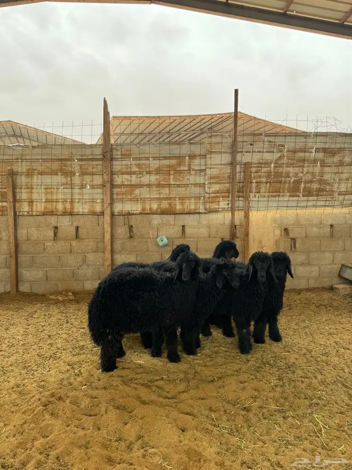 رخال للبيع 2