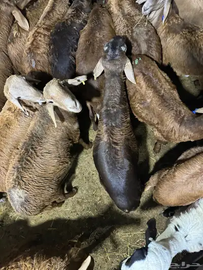 اضاحي طليان سواكن جبرة وزن عالي 5