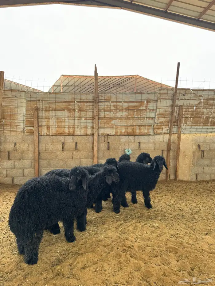 رخال للبيع 8