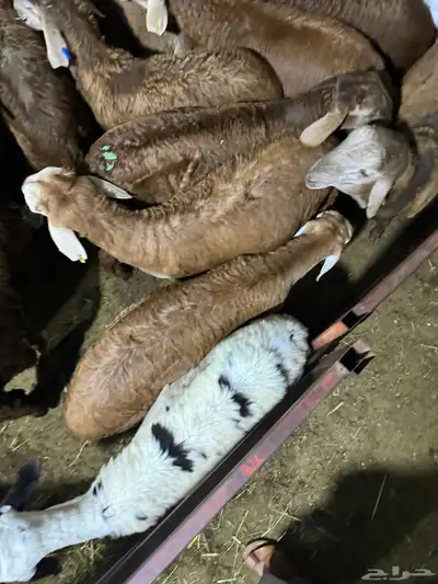 اضاحي طليان سواكن جبرة وزن عالي 4