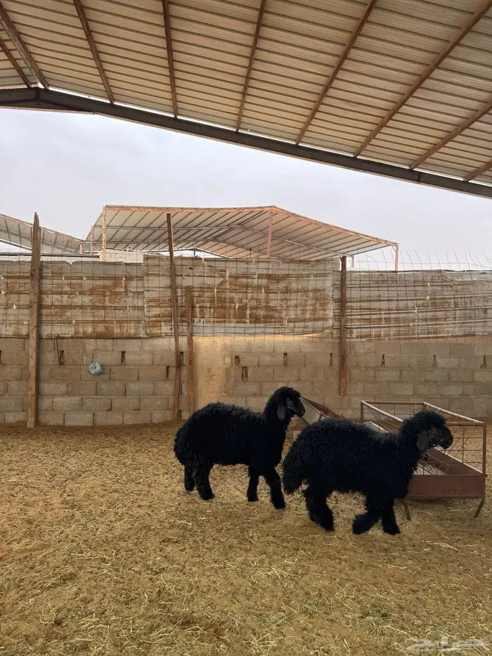 رخال للبيع 3