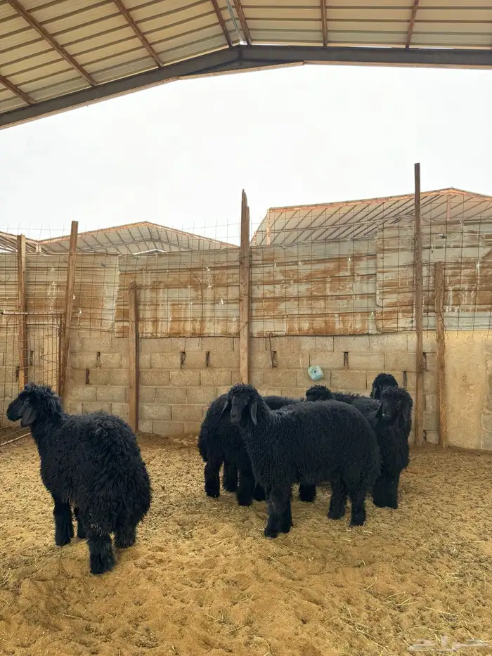 رخال للبيع 5