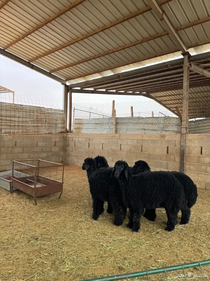 رخال للبيع 0