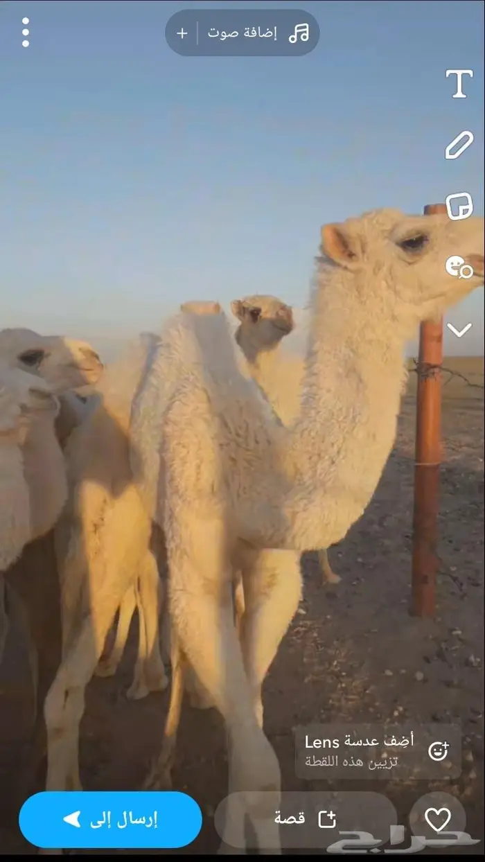 نياق للبيع مراح واحد عدد30 منها 10 لقحات 50