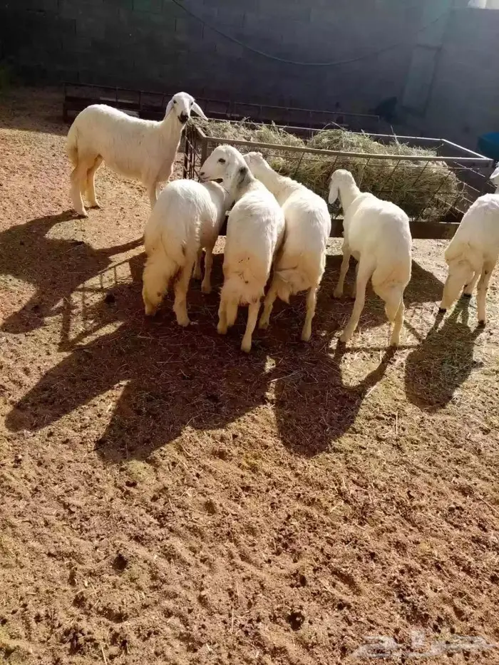 ذبايح للبيع مع الذبح والتوصيل 3