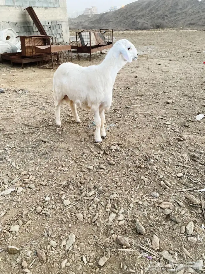 ذبايح للبيع مع الذبح والتوصيل 7