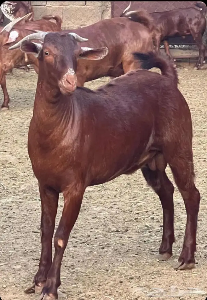 ذبايح للبيع مع الذبح والتوصيل 2