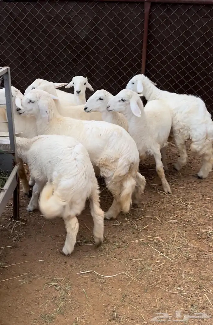 ذبايح للبيع مع الذبح والتوصيل 6