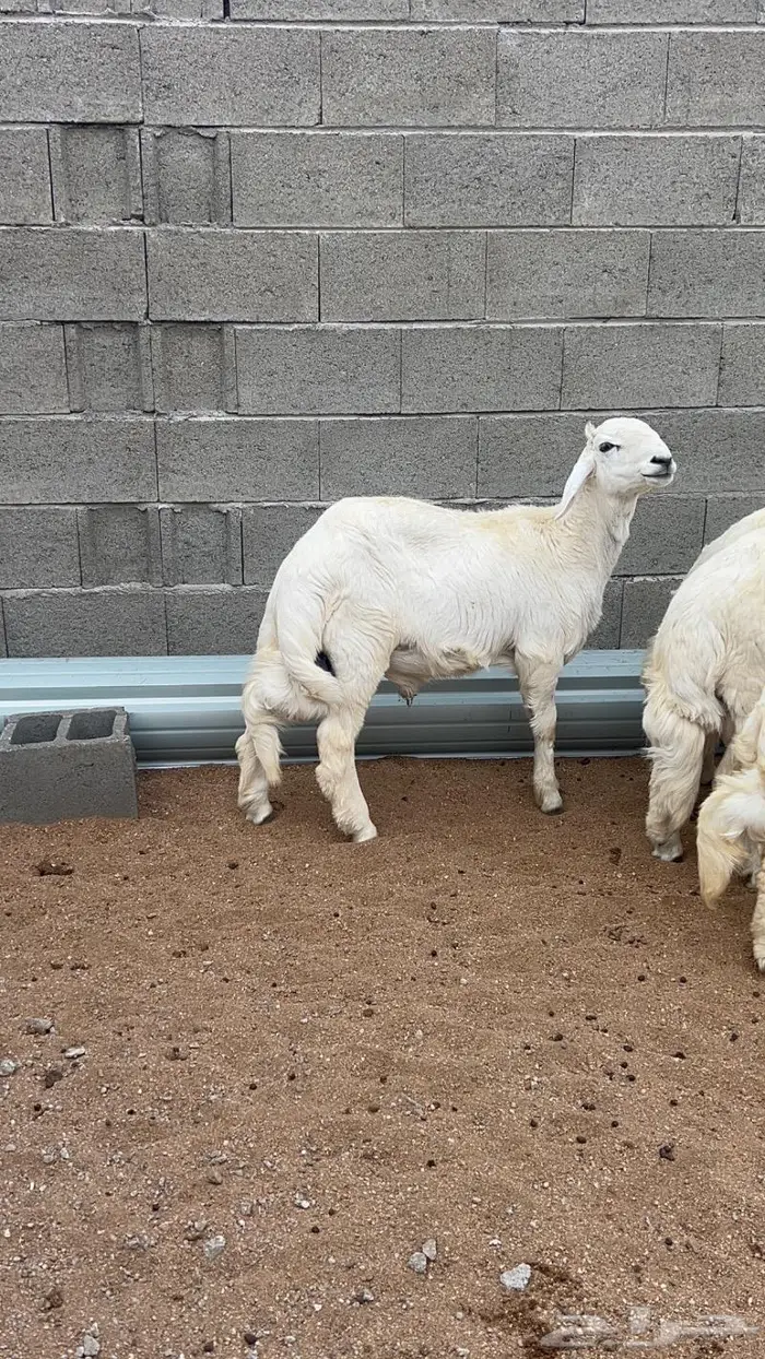 ذبايح للبيع مع الذبح والتوصيل 8