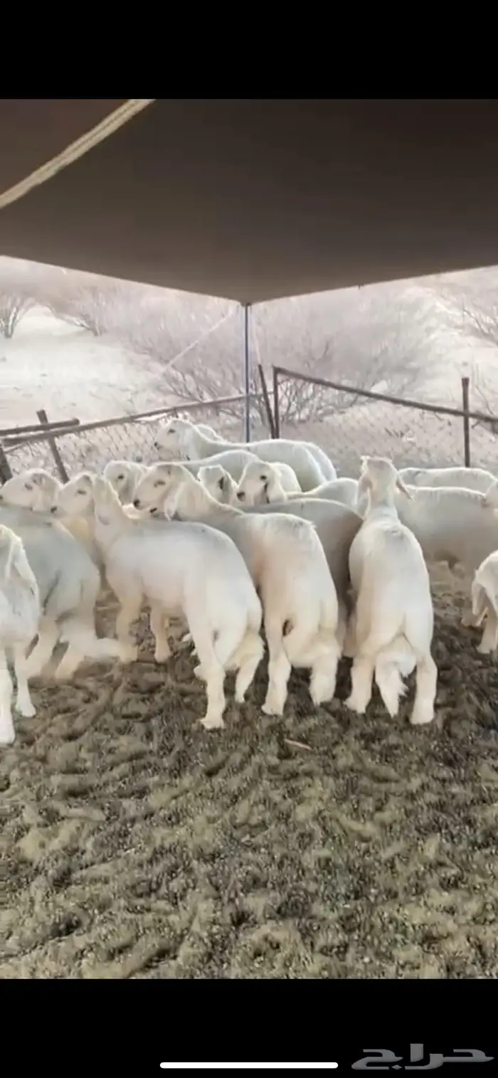 ذبايح للبيع مع الذبح والتوصيل 5