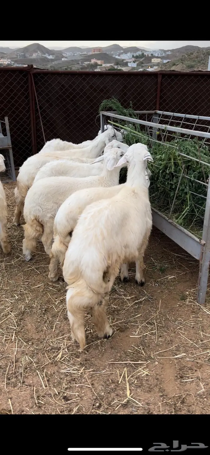 ذبايح للبيع مع الذبح والتوصيل 12