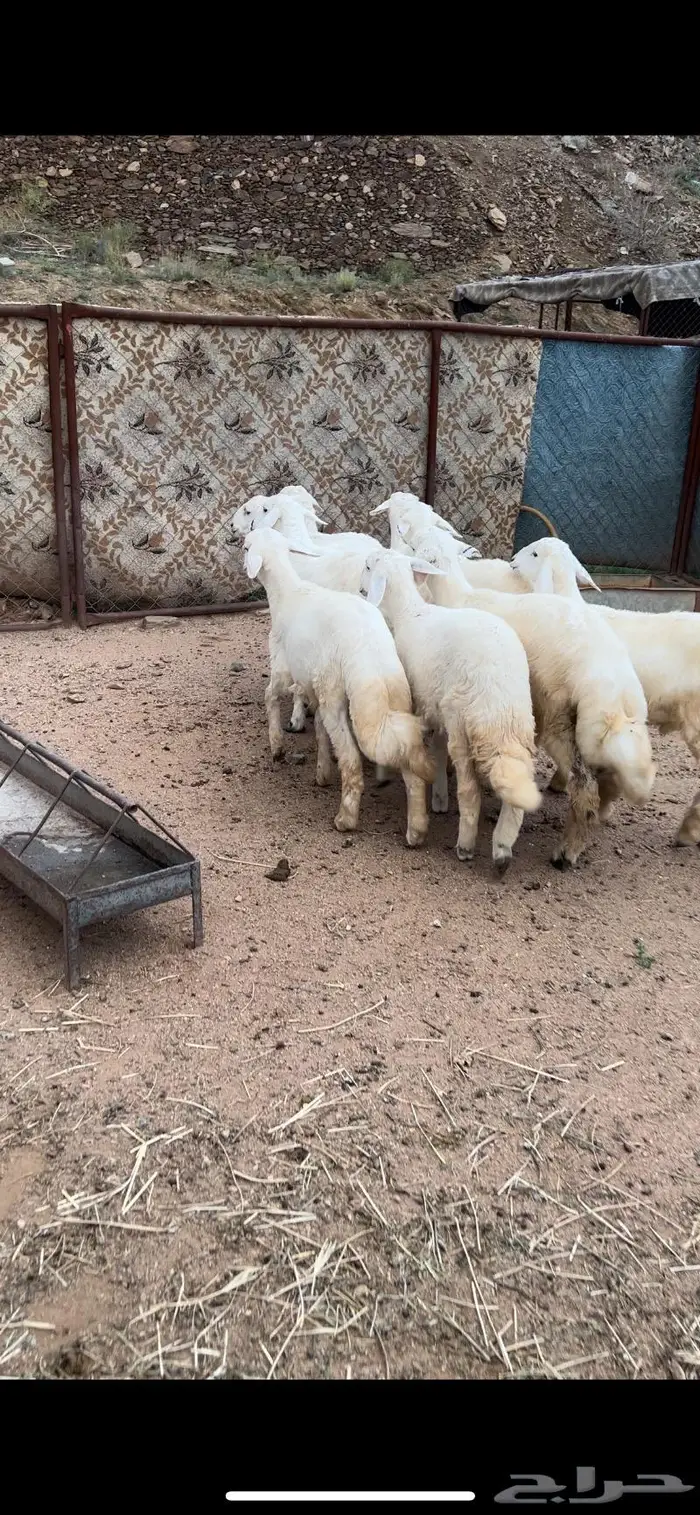 ذبايح للبيع مع الذبح والتوصيل 14