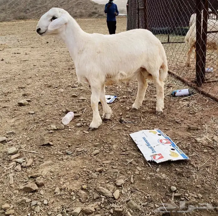 ذبايح للبيع مع الذبح والتوصيل 4