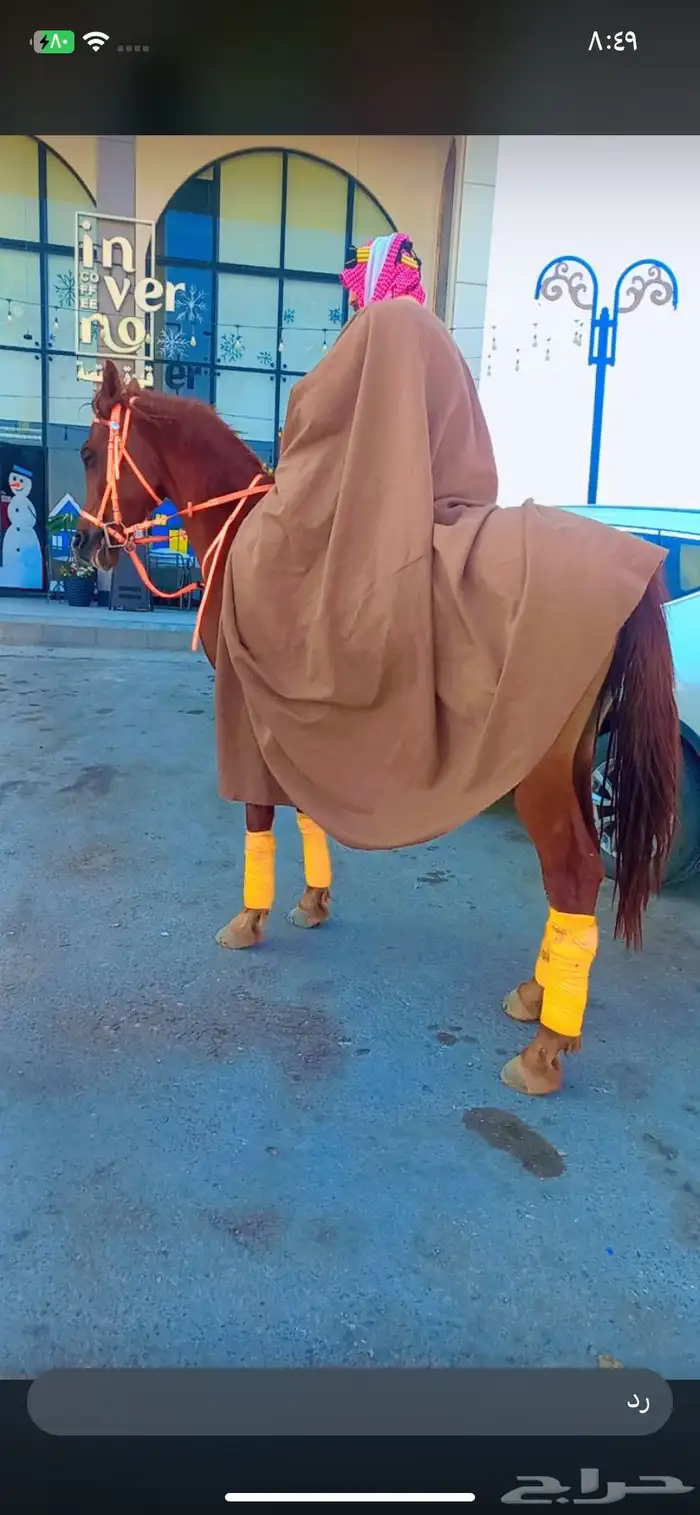 عرض يوم العيد خيول وجمال وسياسي لإيجار 2