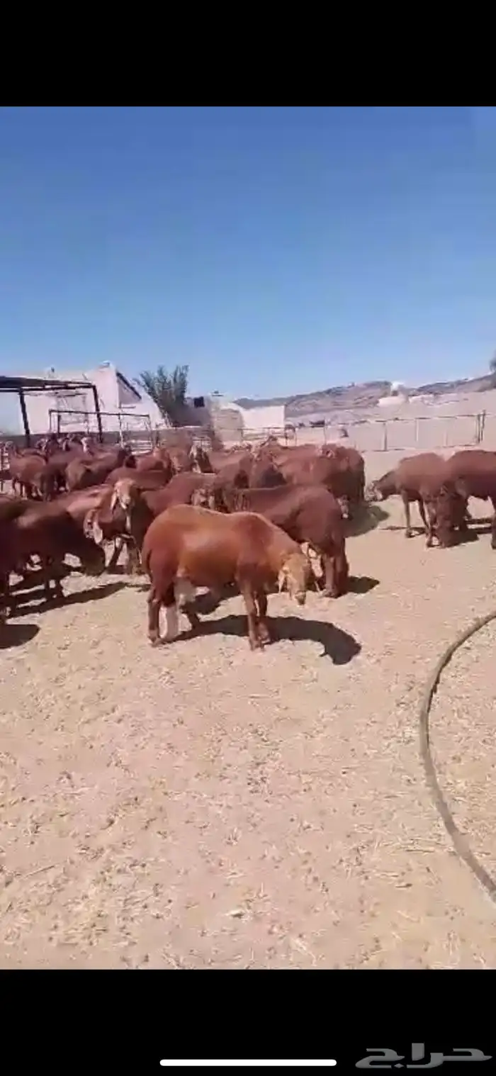 طليان سواكن وحري جبرة وزن عالي 13