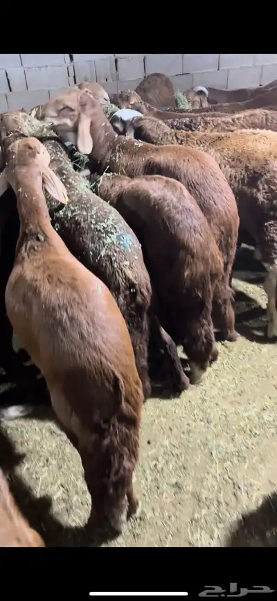 اضاحي طليان سواكن جبرة وزن عالي 6