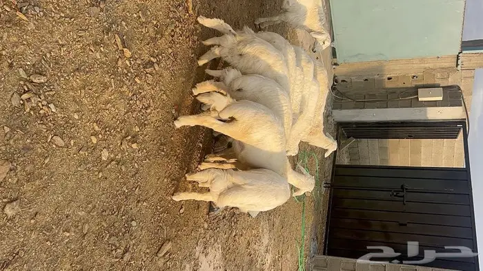 ذبايح للبيع مع الذبح والتوصيل 9