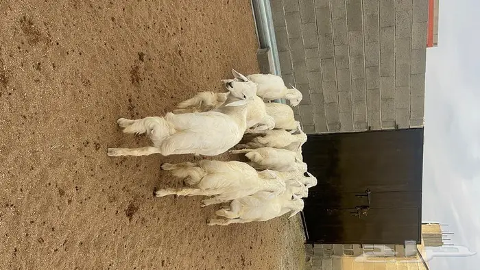 ذبايح للبيع مع الذبح والتوصيل 10