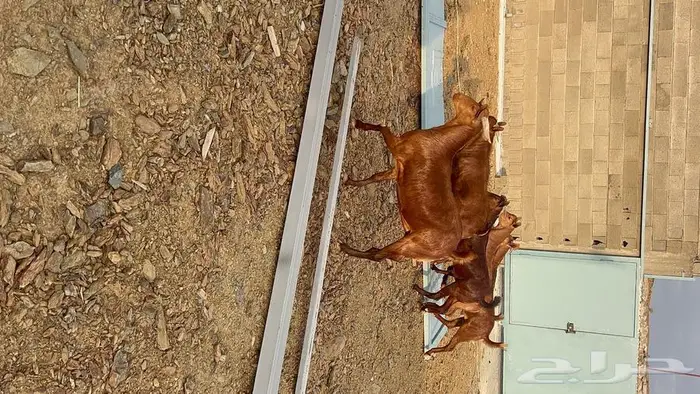 ذبايح للبيع مع الذبح والتوصيل 11