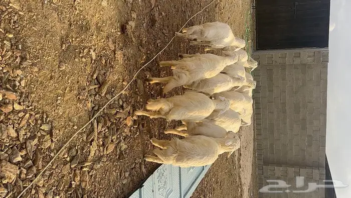 ذبايح للبيع مع الذبح والتوصيل 13