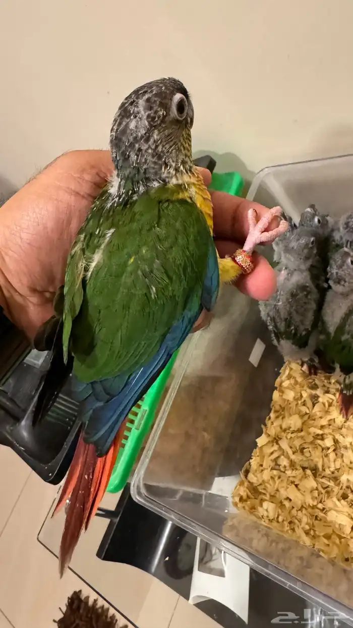 فرخ كنيور يلو سايد رد فاكتور لهواة التربية 0