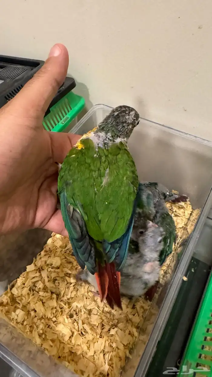 فرخ كنيور يلو سايد رد فاكتور لهواة التربية 1