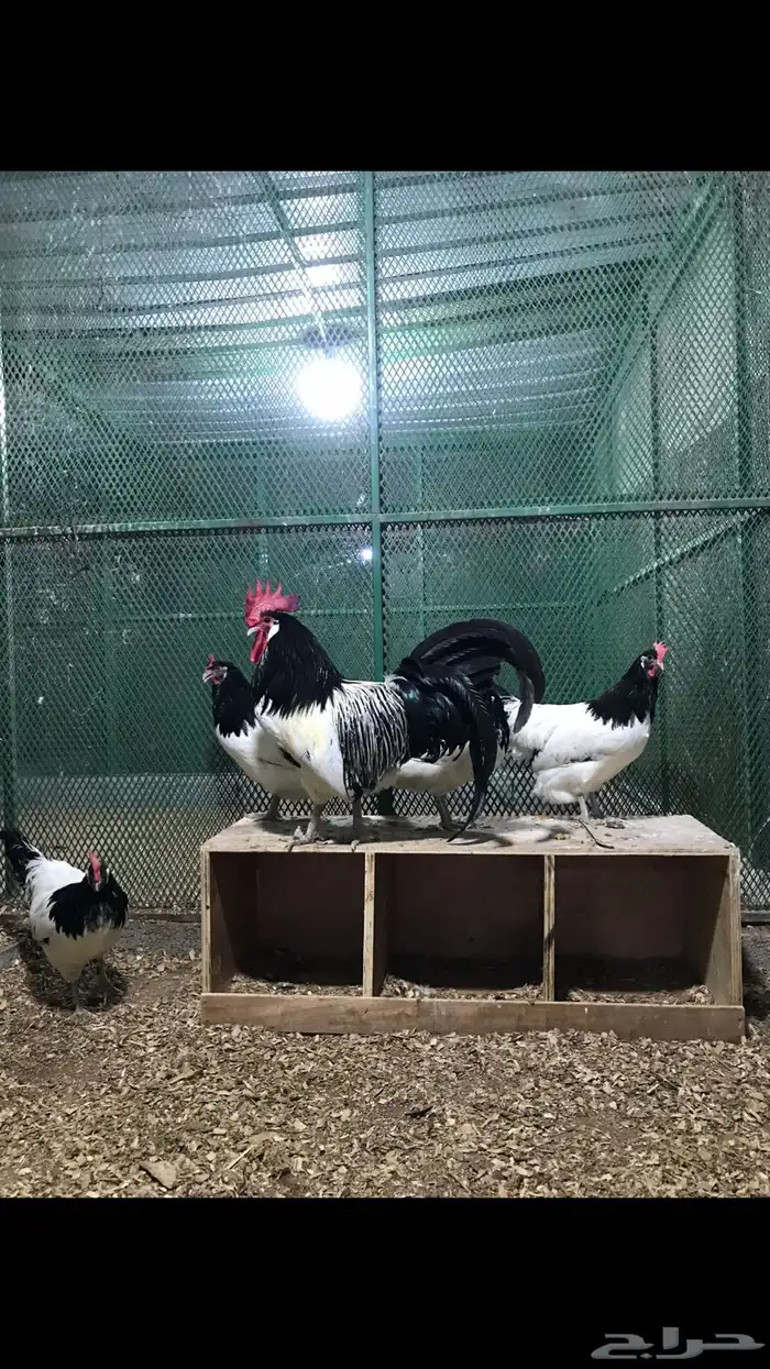 صوص دجاج زينه تم البيع تم البيع 0