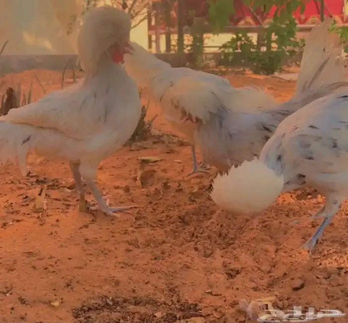 صوص دجاج زينه تم البيع تم البيع 7