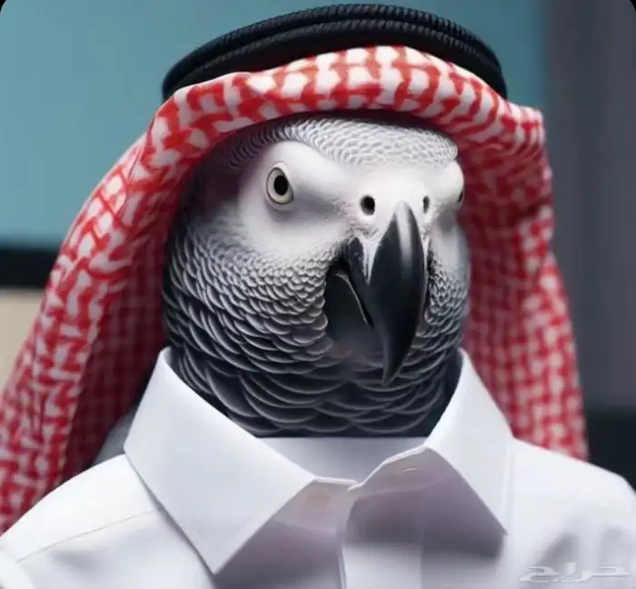 فندقة طيور يومي و أسبوعي 0