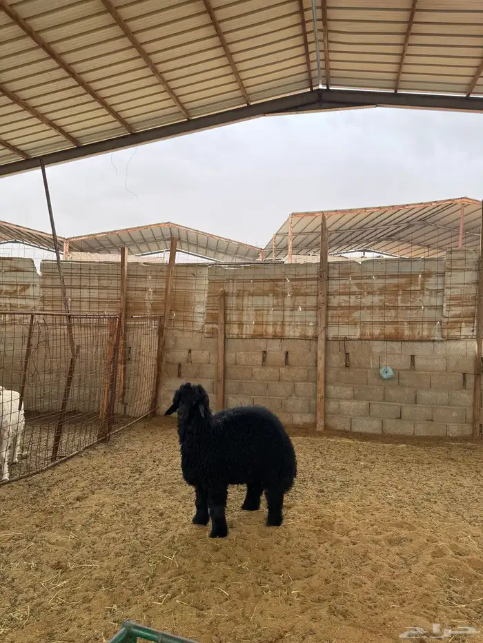 خروف للبيع 0
