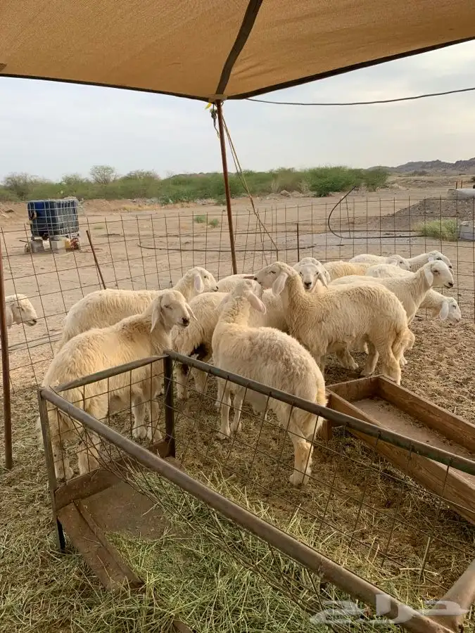 حري ذبائح مناسبات ذبايح زواج تجمل وتبيض الوجه بااقل الاسعار 3