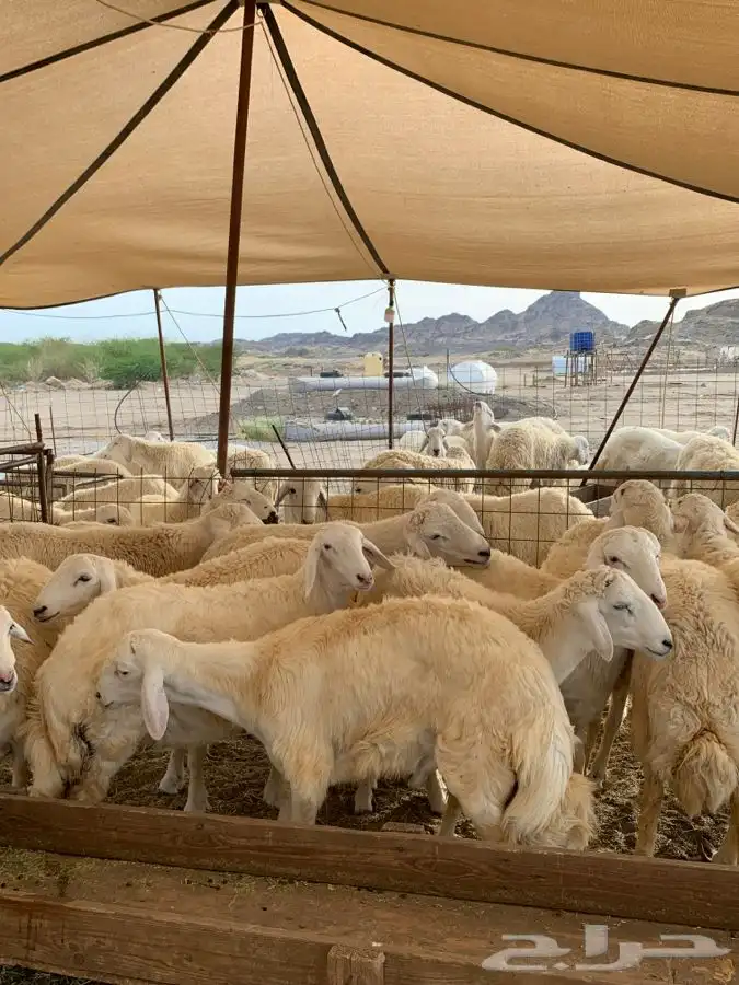 حري ذبائح مناسبات ذبايح زواج تجمل وتبيض الوجه بااقل الاسعار 2