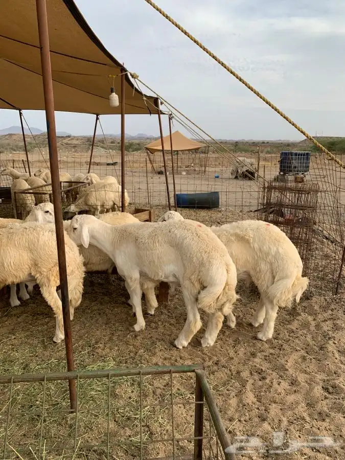 حري ذبائح مناسبات ذبايح زواج تجمل وتبيض الوجه بااقل الاسعار 1