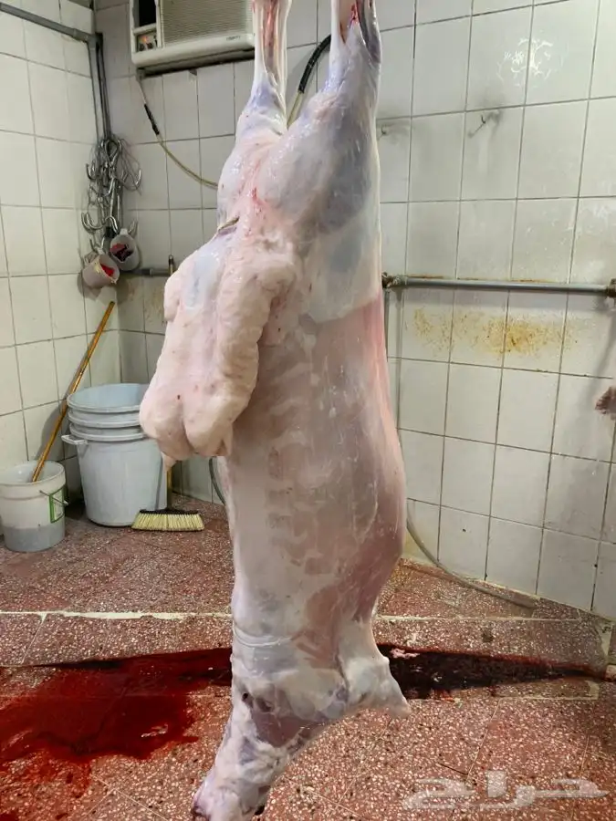 حري ذبائح مناسبات ذبايح زواج تجمل وتبيض الوجه بااقل الاسعار 0