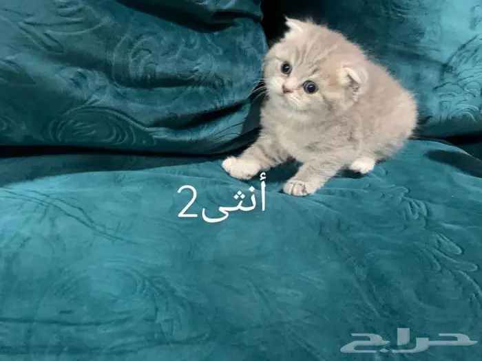 سكوتش ستريت للتزاوج NY25 6