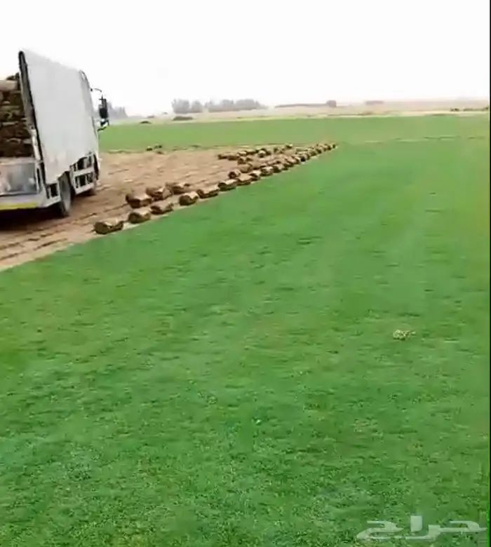 ثيل (انجيله) C2000 طبيعي 1