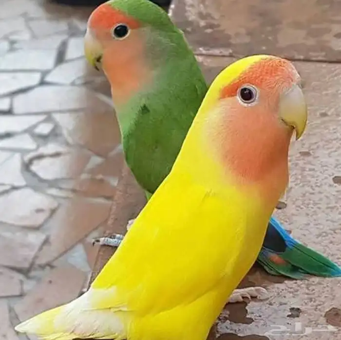 فروخ روز غر أليفه 6