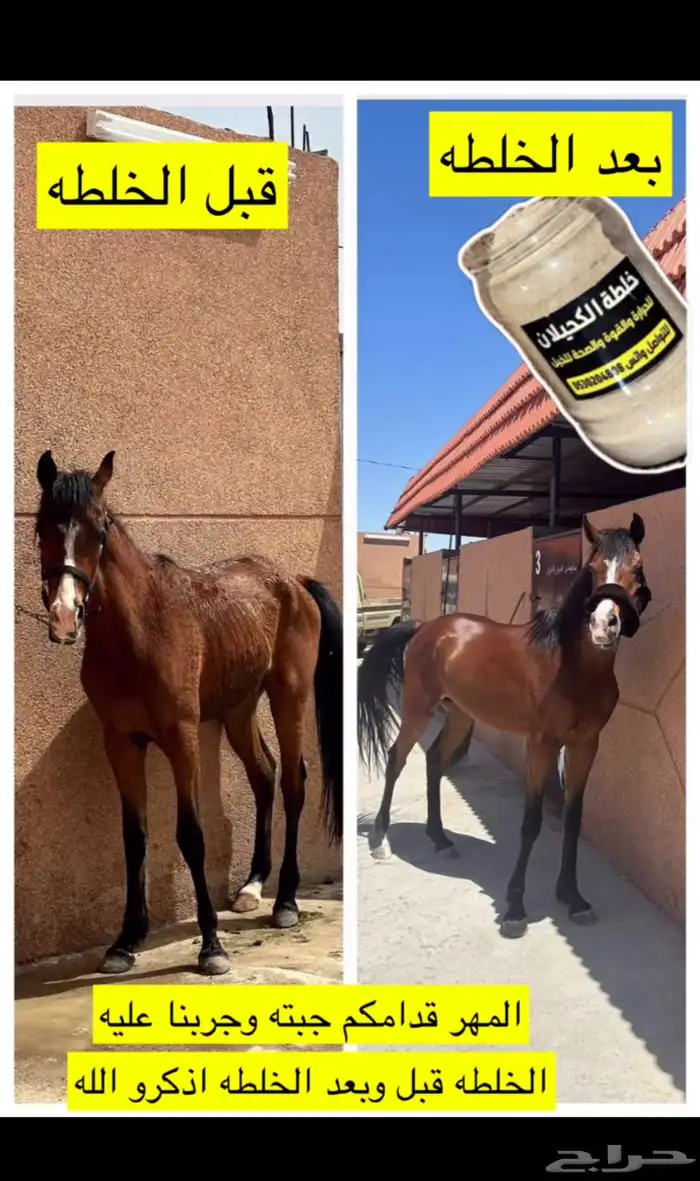 خيل خلطة حراره الخيول خلطه جروح الخيل 0