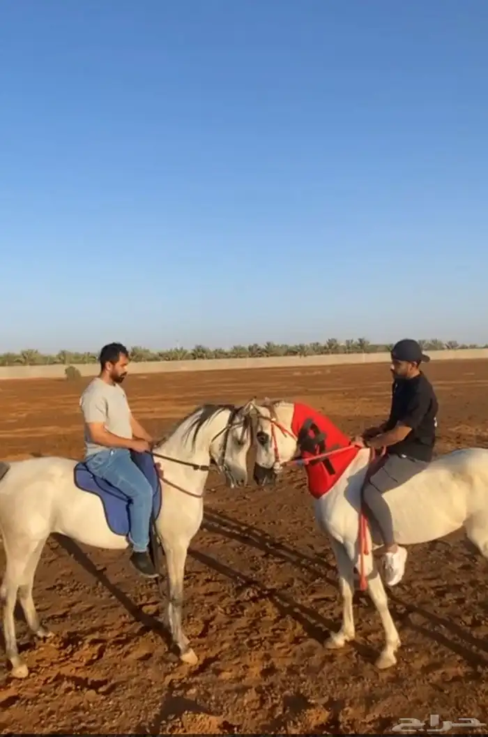 Equestrian .education 0