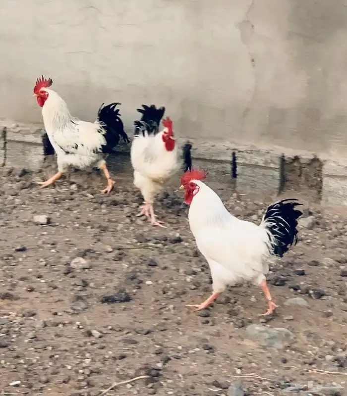 دجاج فرنسي كولمبي بيور سلالة نقية البيع جملة 1