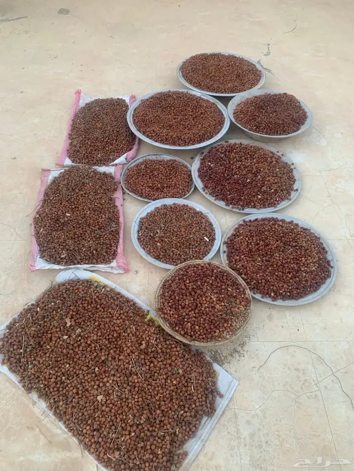 بذور سدر بلدي 0